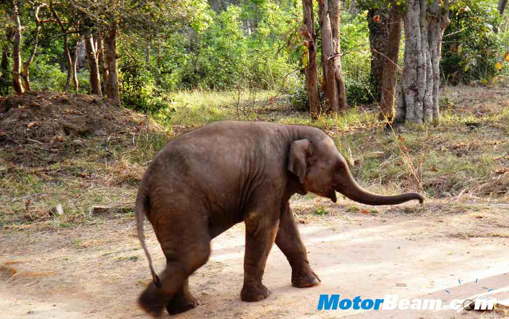 Tata Jungle Experience Elephant