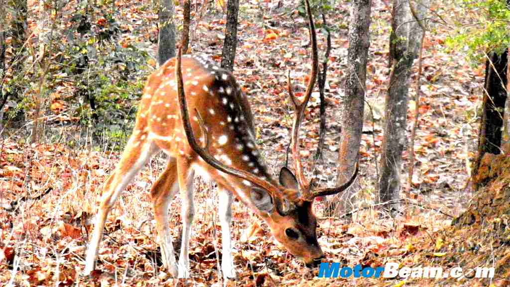 Tata-Jungle Experience deer male