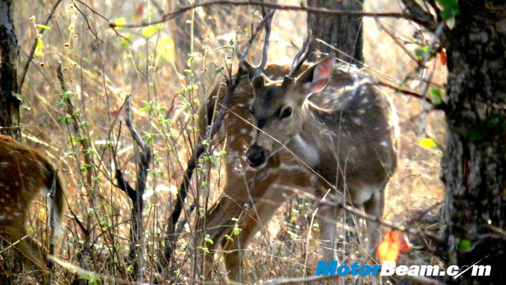 Tata Jungle Experience deer