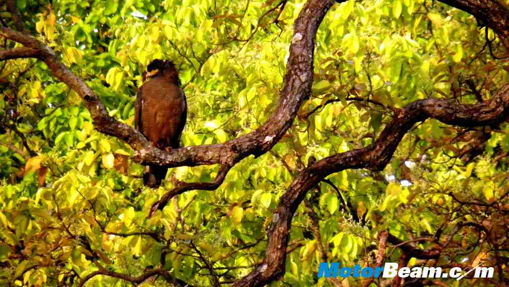 Tata Jungle Experience eagle