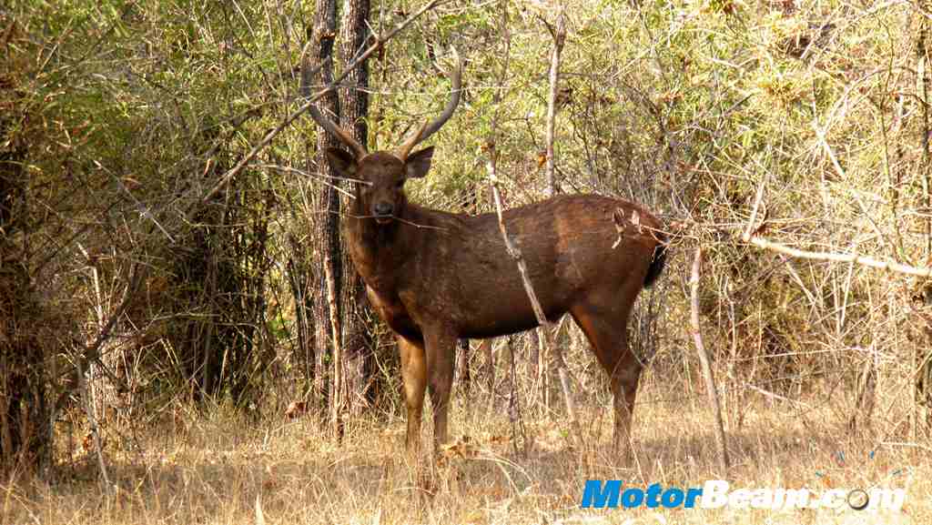 Tata Jungle Experience sambar big