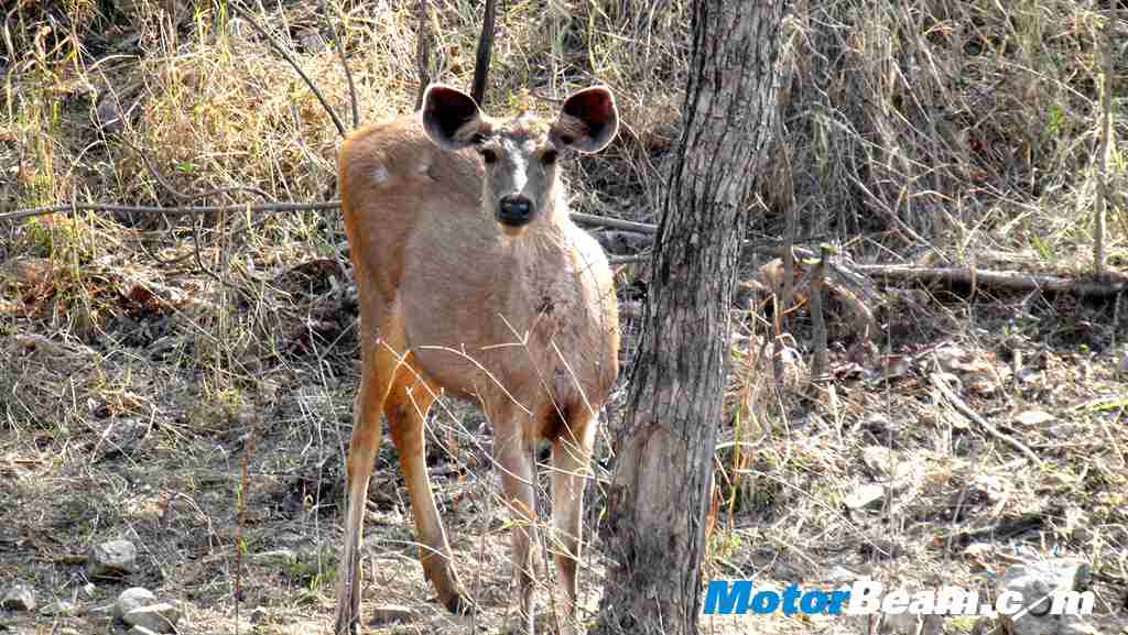 Tata Jungle Experience sambar
