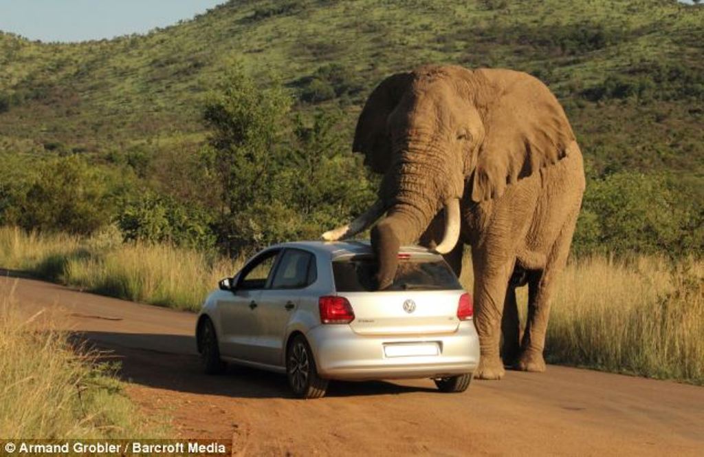 VW-Polo-Sratched-Bull-Elephant-Africa