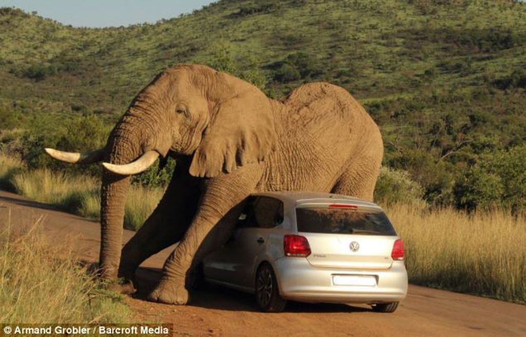 VW Polo Used By Elephant